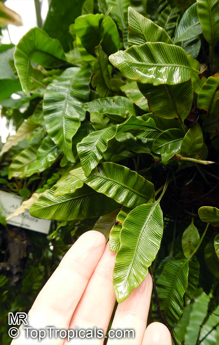 Humata heterophylla, Davallia heterophylla, Humata