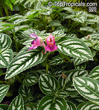 Impatiens marianae, Touch-me-not

Click to see full-size image