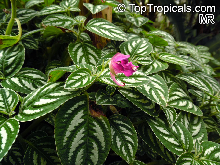 Impatiens marianae, Touch-me-not