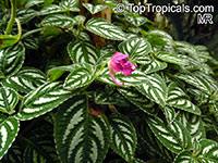 Impatiens marianae, Touch-me-not

Click to see full-size image