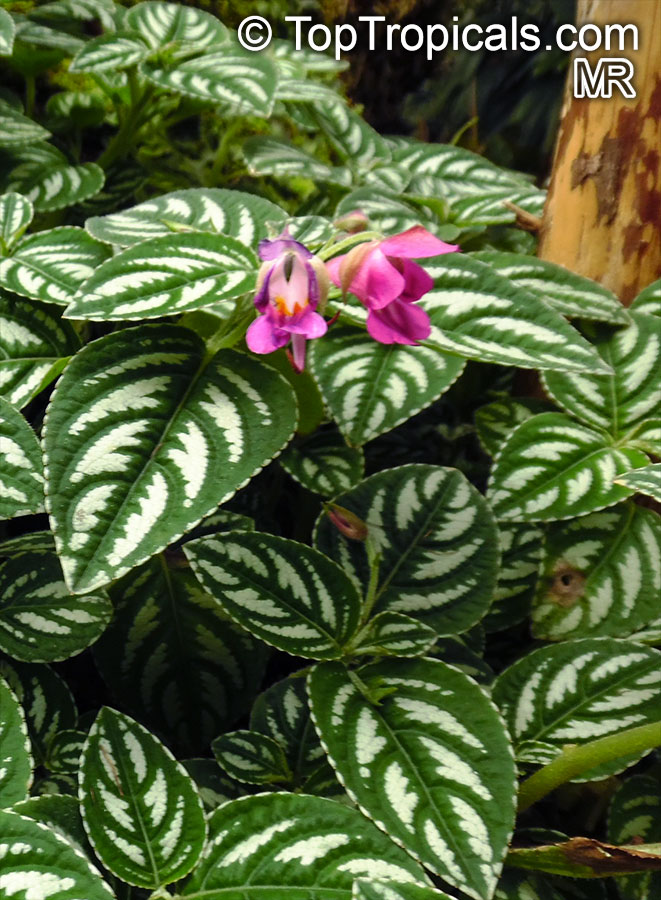 Impatiens marianae, Touch-me-not