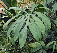 Lasia spinosa, Dracontium spinosum, Lasia, Kohila

Click to see full-size image