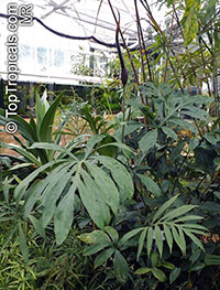 Lasia spinosa, Dracontium spinosum, Lasia, Kohila

Click to see full-size image