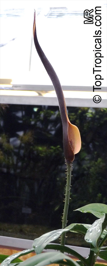 Lasia spinosa, Dracontium spinosum, Lasia, Kohila