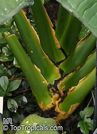 Ludovia lancifolia, Carludovica lancifolia, Carludovica disticha, Ludovia

Click to see full-size image