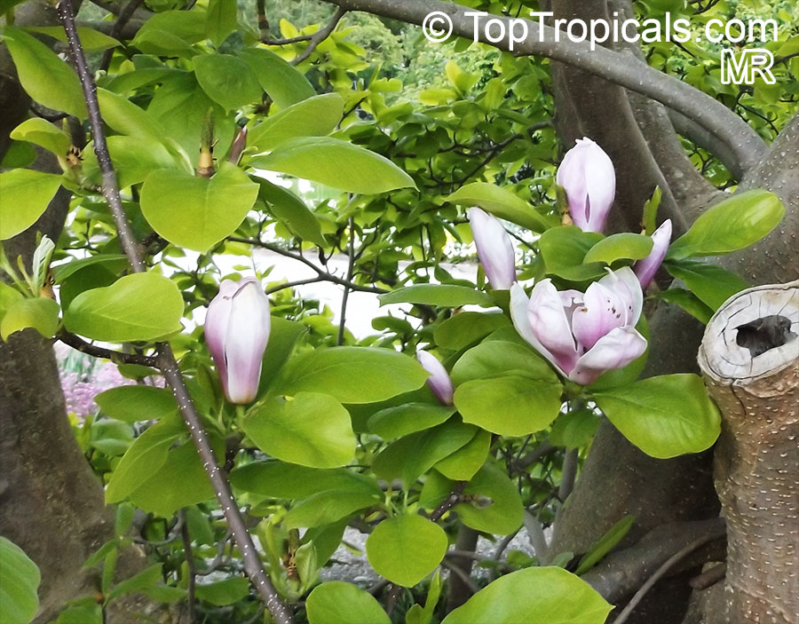 Magnolia x soulangeana, Saucer Magnolia. Magnolia x soulangeana 'Triumphans'