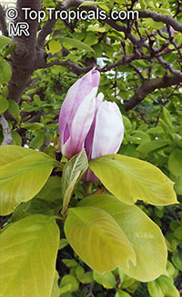 Magnolia x soulangeana, Saucer Magnolia

Click to see full-size image