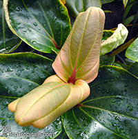 Medinilla ericarum, Medinilla

Click to see full-size image