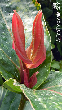 Medinilla ericarum, Medinilla

Click to see full-size image