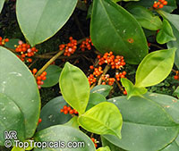 Medinilla succulenta, Medinilla crassifolia, Melastoma succulentum, Succulent-leaved Medinilla

Click to see full-size image