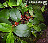 Medinilla succulenta, Medinilla crassifolia, Melastoma succulentum, Succulent-leaved Medinilla

Click to see full-size image