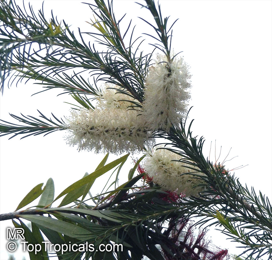 Melaleuca alternifolia , Tea Tree, Snow-in-Summer
