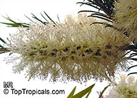 Melaleuca alternifolia , Tea Tree, Snow-in-Summer