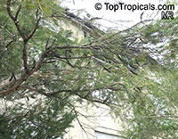 Melaleuca armillaris, Bracelet Honey Myrtle

Click to see full-size image