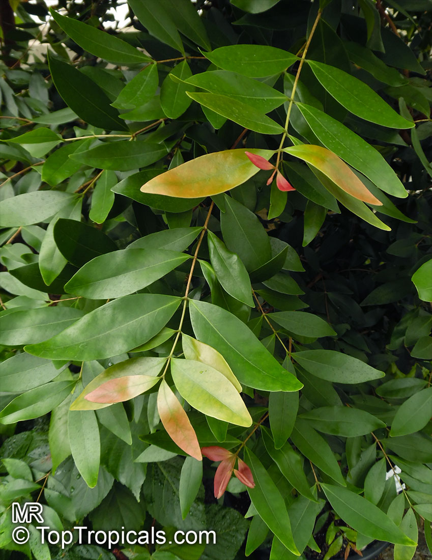 Memecylon edule, Memecylon globiferum, Memecylon pyrifolium, Ironwood Tree, Delek Air