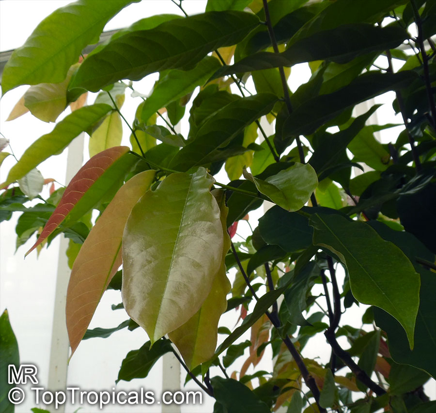 Monodora sp., Monodora, Calabash Nutmeg. Monodora tenuifolia