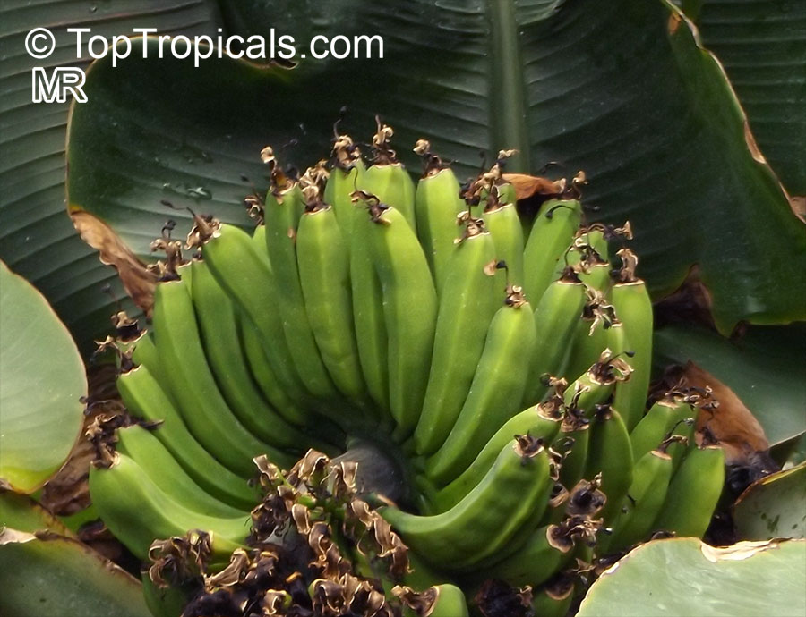 Musa sp., Banana, Bananier Nain, Canbur, Curro, Plantain. Musa acuminata 'Dwarf Cavendish'