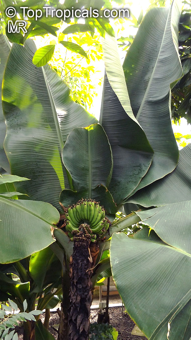 Musa sp., Banana, Bananier Nain, Canbur, Curro, Plantain. Musa acuminata 'Dwarf Cavendish'