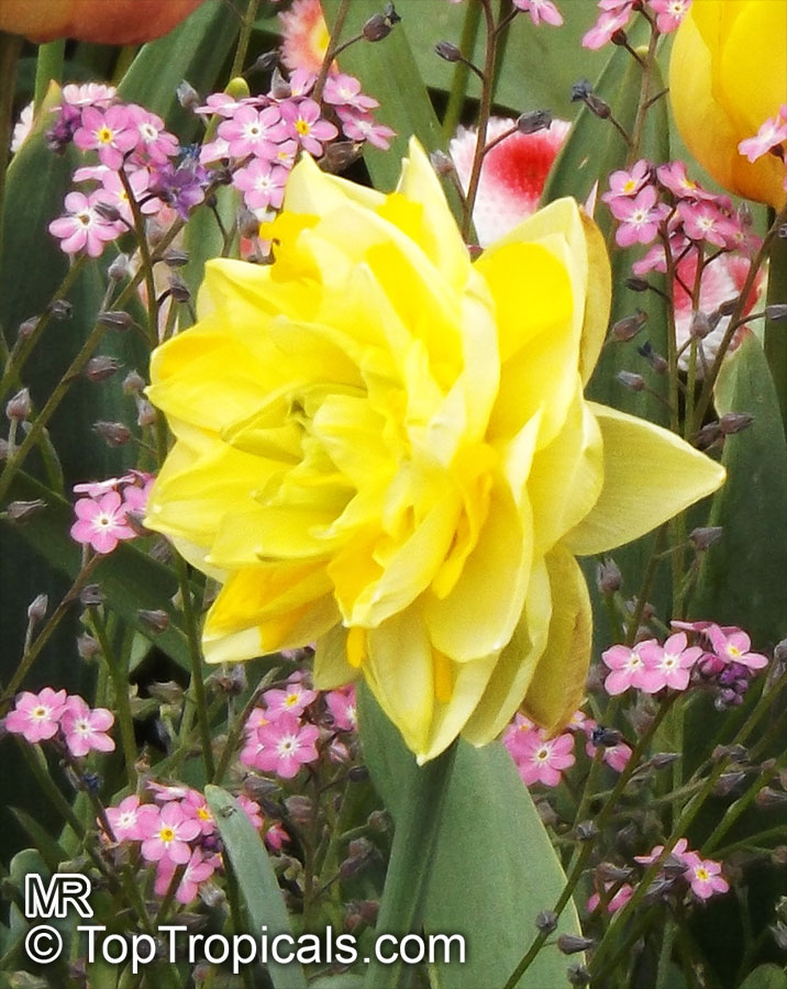 Narcissus sp., Daffodil