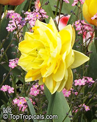 Narcissus sp., Daffodil

Click to see full-size image