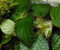 Nautilocalyx adenosiphon, Nautilus Plant

Click to see full-size image