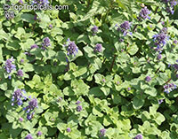 Nepeta racemosa , Nepeta, Catmint 

Click to see full-size image