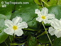 Nymphoides sp., Floating hearts

Click to see full-size image