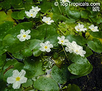 Nymphoides sp., Floating hearts

Click to see full-size image