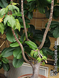 Obetia ficifolia, Urtica ficifolia, Bois d'ortie

Click to see full-size image