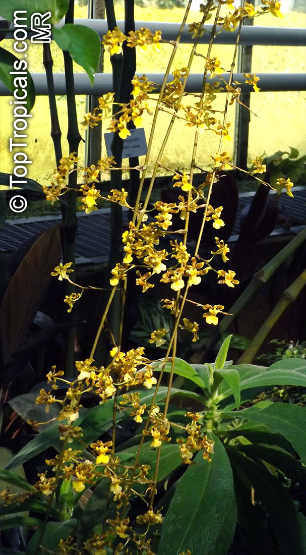 Oncidium sp., Oncidium Orchid. Oncidium panamense