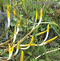 Orontium aquaticum, Golden-club, Floating Arum, Never-Wets, Tawkin

Click to see full-size image