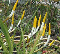 Orontium aquaticum, Golden-club, Floating Arum, Never-Wets, Tawkin

Click to see full-size image