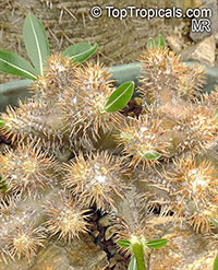 Pachypodium densiflorum, Pachypodium

Click to see full-size image