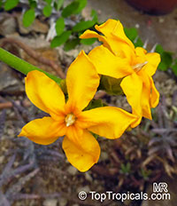 Pachypodium densiflorum, Pachypodium

Click to see full-size image