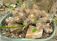 Pachypodium densiflorum, Pachypodium