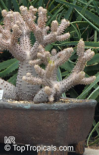Pachypodium horombense, Pachypodium rosulatum var. horombense, Pachypodium

Click to see full-size image