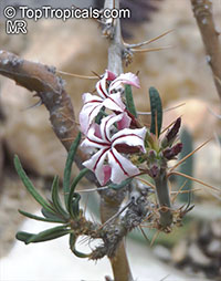 Pachypodium succulentum , Caudiciform Pachypodium

Click to see full-size image