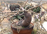 Pachypodium succulentum , Caudiciform Pachypodium

Click to see full-size image