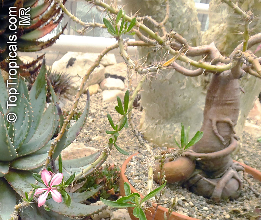 Pachypodium succulentum , Caudiciform Pachypodium