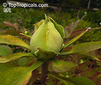 Paeonia suffruticosa, Tree Peony

Click to see full-size image