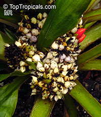 Palisota bracteosa, Palisota

Click to see full-size image