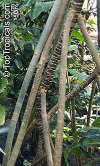 Pandanus pristis, Screw Palm

Click to see full-size image