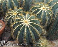 Parodia magnifica, Notocactus magnificus, Ball Cactus

Click to see full-size image