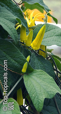 Passiflora citrina, Yellow Passion Flower

Click to see full-size image