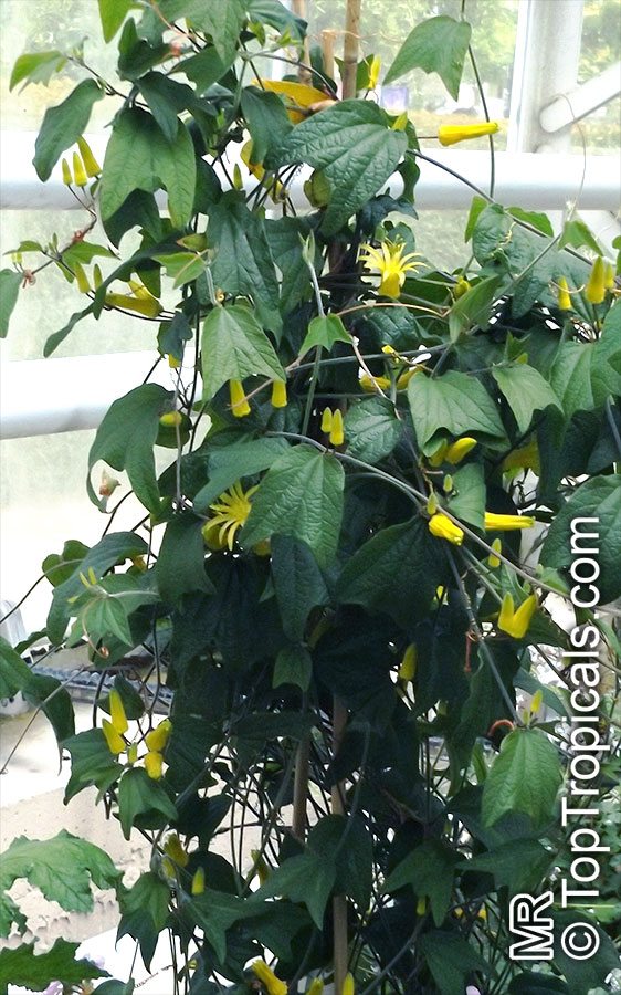 Passiflora citrina, Yellow Passion Flower