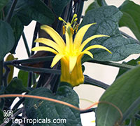 Passiflora citrina, Yellow Passion Flower

Click to see full-size image
