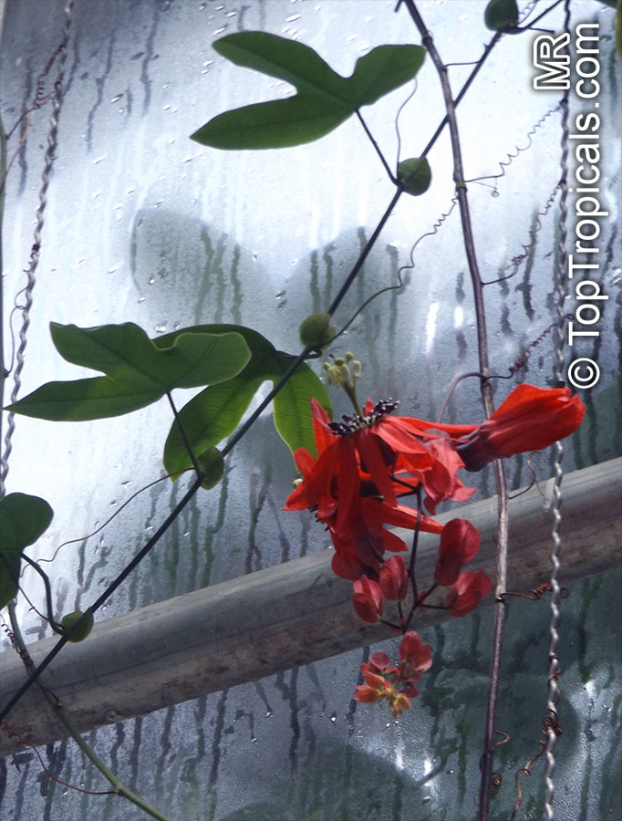 Passiflora racemosa, Red Passion Flower