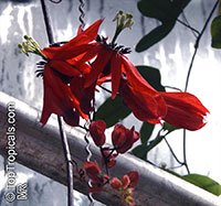 Passiflora racemosa, Red Passion Flower

Click to see full-size image