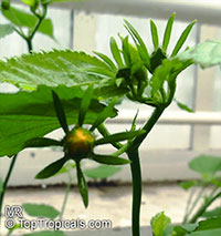 Pavonia sepioides, Pavonia sepium subsp. macrocarpa, Pavonia

Click to see full-size image