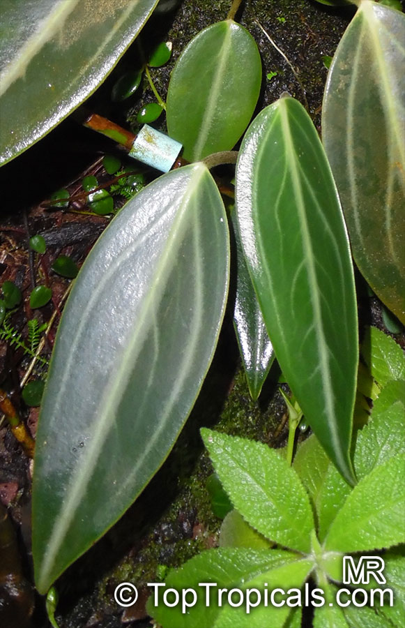 Peperomia sp., Radiator Plant. Peperomia puberulispica